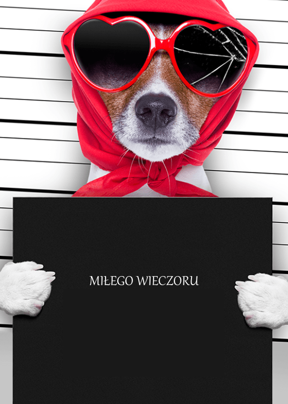 Piesek w okularach miłego wieczoru